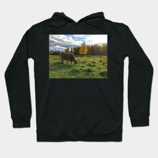 Scottish Highland Cattle Cow 1559 Hoodie